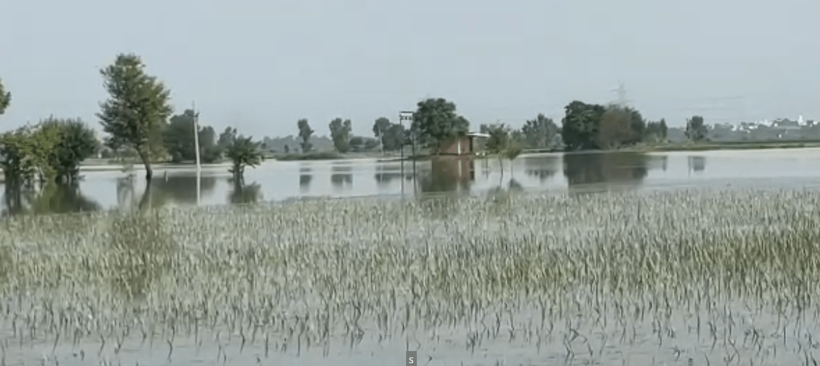 ਬਿਆਸ ਦਰਿਆ ਦੀ ਕਹਿਰਾਂ ਦੀ ਮਾਰ: ਹਜ਼ਾਰਾਂ ਏਕੜ ਫਸਲ ਨਸ਼ਟ ਹੋਣ ਦਾ ਖ਼ਤਰਾ, ਕਿਸਾਨਾਂ ਨੇ ਸਰਕਾਰ ਨੂੰ ਘੇਰਿਆ