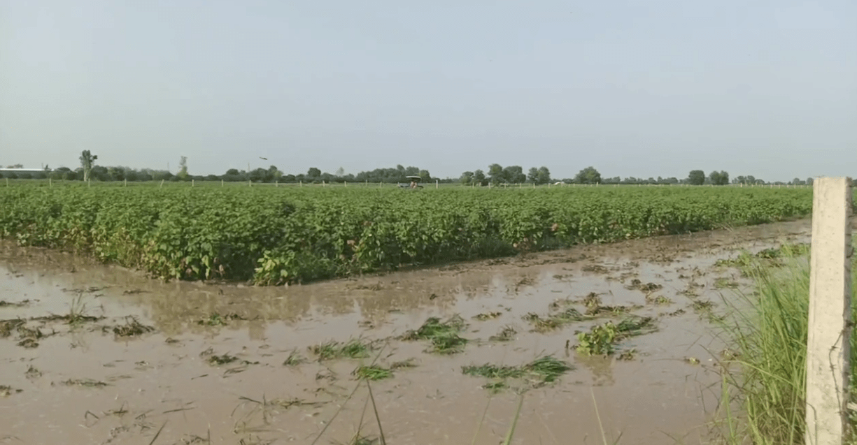 ਬਾਰਿਸ਼ ਨੇ ਨਰਮੇ ਦੀ ਫਸਲ ਦਾ ਕੀਤਾ ਨੁਕਸਾਨ, ਪੁੱਤਾਂ ਵਾਂਗ ਪਾਲੀ ਫ਼ਸਲ ਵਾਹੁਣ ਲੱਗੇ ਕਿਸਾਨ