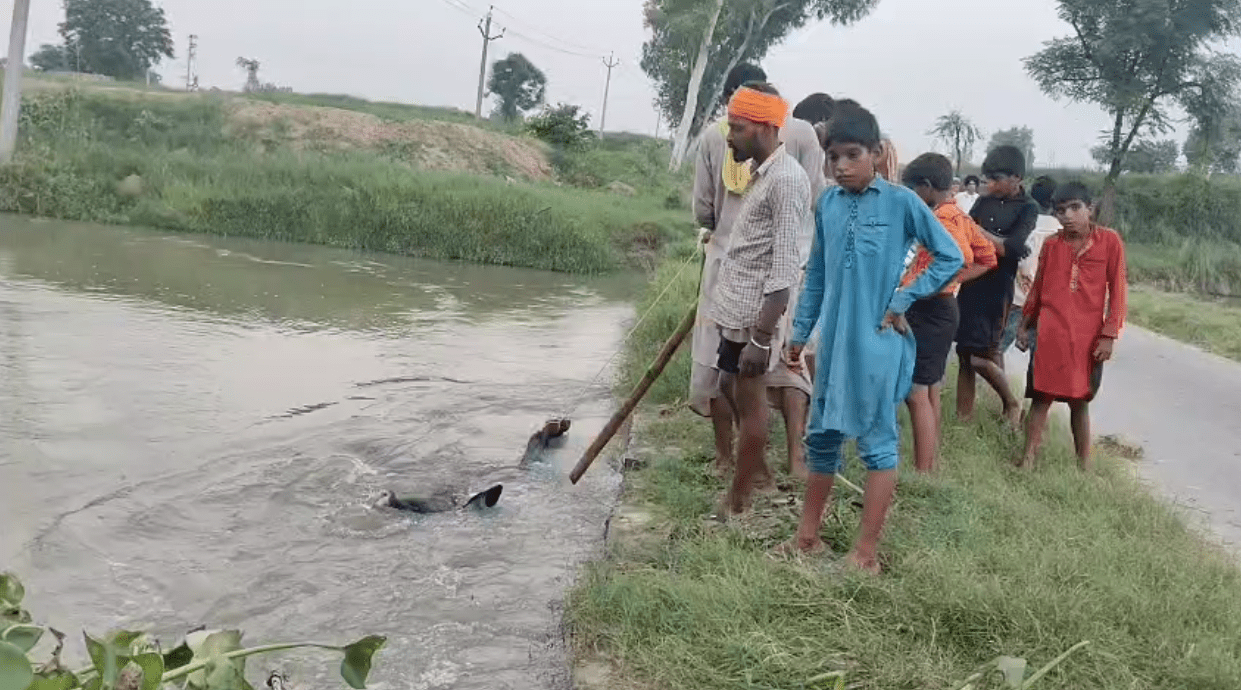 ਪਿੰਡ ਸਭਰਾ ‘ਚ ਵਾਪਰੀ ਮੰਦਭਾਗੀ ਘਟਨਾ! ਪਾਣੀ ਦੇ ਤੇਜ਼ ਵਹਾਅ ‘ਚ ਡੁੱਬਣ ਨਾਲ 35 ਮੱਝਾਂ ਦੀ ਹੋਈ ਮੌਤ