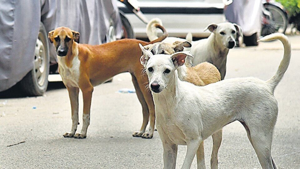 ‘Stray Dog’ ਮੁਹਿੰਮ ਦੀ ਮੰਗ ਨੂੰ ਲੈਕੇ ਬੋਲੇ’ ਇੰਜੀਨੀਅਰ ਪਵਨਦੀਪ ਸ਼ਰਮਾ, ਕਿਹਾ- ਪੰਜਾਬ ‘ਚ ਵੀ ਲਾਗੂ ਹੋਣਾ ਲਾਜ਼ਮੀ ਹੈ ਇਹ ਆਰਡਰ