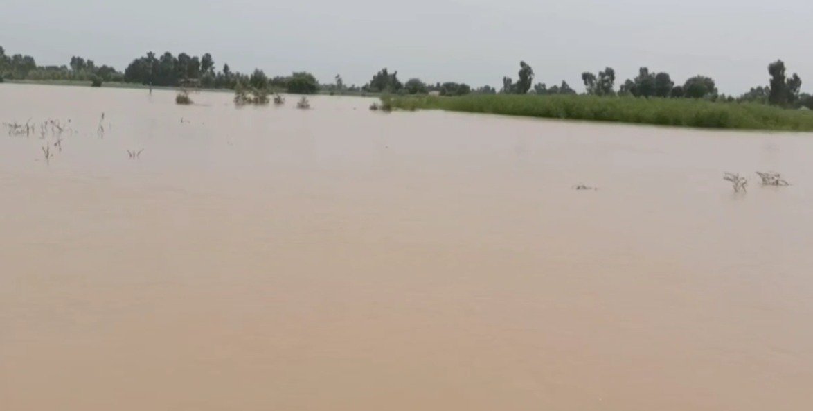 ਫ਼ਾਜ਼ਿਲਕਾ ਦੇ ਸਰਹੱਦੀ ਇਲਾਕੇ ਜਲਮਗਨ, ਸਤਲੁਜ ਦਰਿਆ ਦੇ ਪਾਣੀ ‘ਚ ਡੁੱਬੀਆਂ ਫਸਲਾਂ