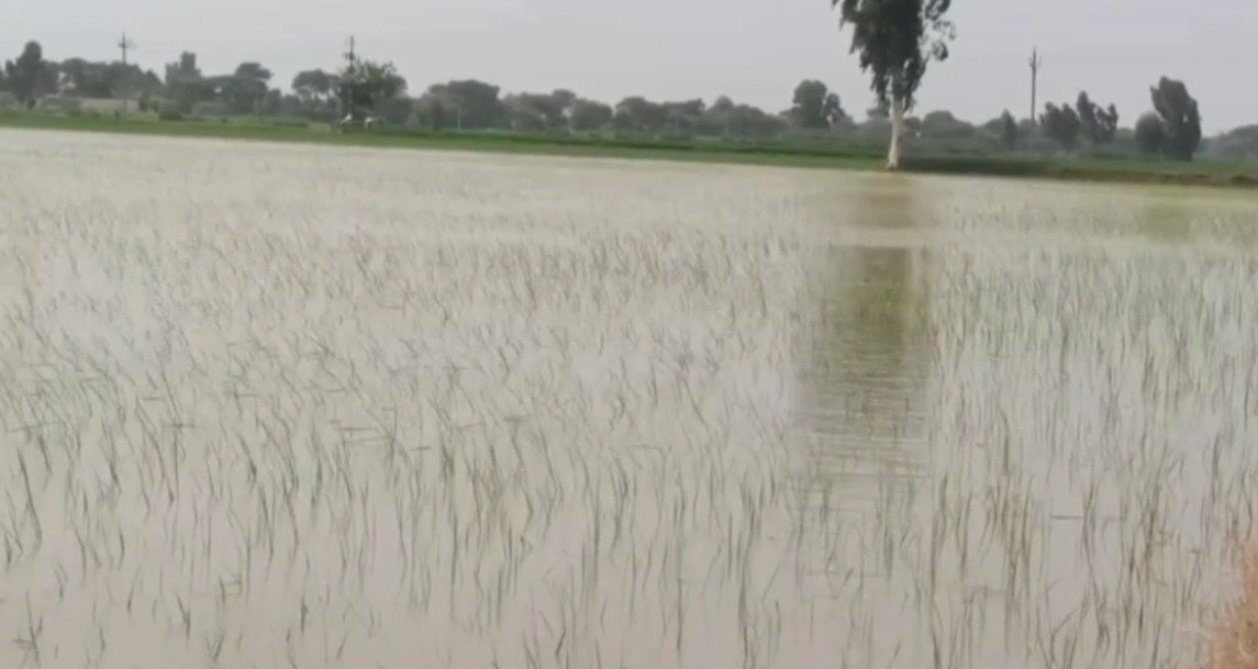 किसानों की धान की फसल हुई बर्बाद, बीमा कंपनियां मुआवज़ा देने से कर रहीं इंकार: कुमारी सैलजा