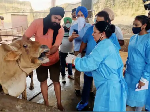ਹੜ੍ਹਾਂ ਕਾਰਨ ਪੰਜਾਬ 'ਚ ਪਸ਼ੂਧਨ ਅਤੇ ਪੋਲਟਰੀ ਨੂੰ ਵੱਡਾ ਨੁਕਸਾਨ, ਸਰਕਾਰ ਵੱਲੋਂ ਟੀਕਾਕਰਨ ਮੁਹਿੰਮ ਸ਼ੁਰੂ