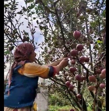 हिमाचल में प्राकृतिक आपदा से सेब कारोबार पर गहरा असर, आवाजाही ठप होने से 3.50 लाख पेटियां मंडियों-ट्रकों में अटकी