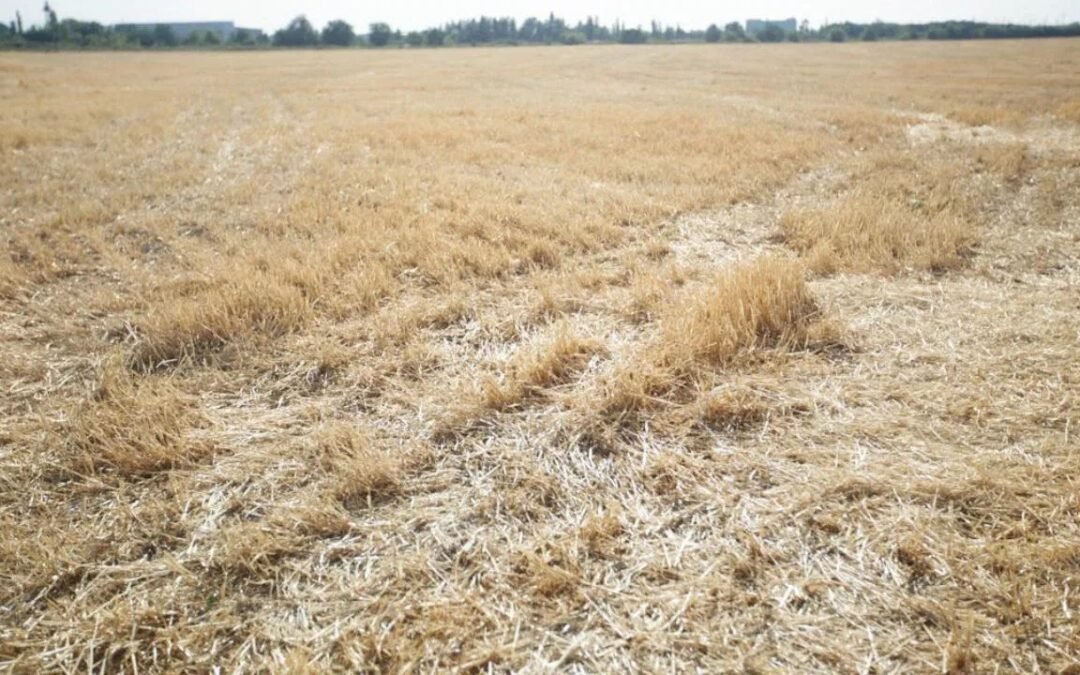 ਪੰਜਾਬ ਸਰਕਾਰ ਵੱਲੋਂ ਸਹਿਕਾਰੀ ਬੈਂਕਾਂ ਰਾਹੀਂ ਫ਼ਸਲੀ ਰਹਿੰਦ-ਖੂੰਹਦ ਪ੍ਰਬੰਧਨ ਕਰਜ਼ਾ ਯੋਜਨਾ ਸ਼ੁਰੂ