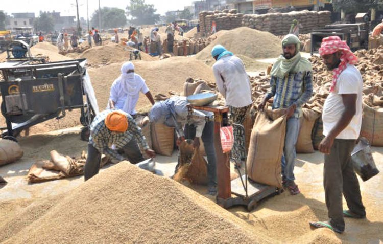 हरियाणा की मंडियों से अब तक 28599 किसानों से 279502.86 मीट्रिक टन धान की खरीद हुई, सबसे अधिक धान की खरीद इस जिले में
