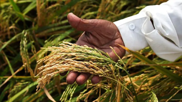 ਪੰਜਾਬ ‘ਚ ਝੋਨੇ ਦੀ ਖਰੀਦ 16 ਸਤੰਬਰ ਤੋਂ ਸ਼ੁਰੂ — ਕੇਂਦਰ ਨੇ ਦਿੱਤੀ ਇਜਾਜ਼ਤ, ਪਹਿਲੀ ਵਾਰ 15 ਦਿਨ ਪਹਿਲਾਂ ਹੋਵੇਗੀ ਖਰੀਦ