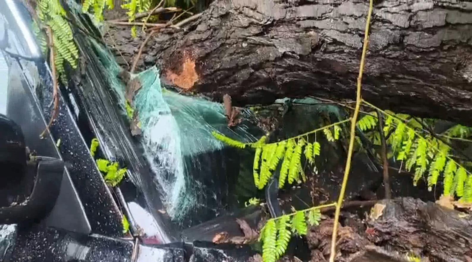 ਪੰਚਕੂਲਾ ਵਿੱਚ ਵੱਡਾ ਹਾਦਸਾ, ਸਕੂਲ ਦੇ ਬਾਹਰ ਕਾਰ ‘ਤੇ ਡਿੱਗਿਆ ਦਰੱਖਤ, 6 ਬੱਚੇ ਜ਼ਖਮੀ