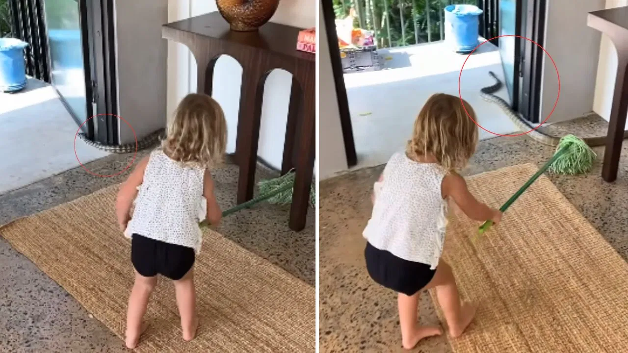 ਘਰ ਵਿੱਚ ਸੱਪ ਦੇਖ ਕੇ ਵੀ ਕੁੜੀ ਨਹੀਂ ਘਬਰਾਈ, ਪੋਚਾ ਚੁੱਕਿਆ ਅਤੇ ਇਸ ਤਰ੍ਹਾਂ ਭਜਾ ਦਿੱਤਾ; ਵੀਡੀਓ ਦੇਖ ਕੇ ਹੈਰਾਨ ਰਹਿ ਜਾਓਗੇ!