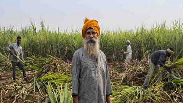 ਗੰਨੇ ਦੀ ਅਦਾਇਗੀ ਲਈ 679.37 ਕਰੋੜ ਰੁਪਏ ਜਾਰੀ: ਹਰਪਾਲ ਚੀਮਾ