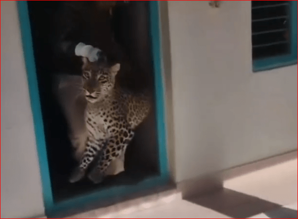 शिमला में तेंदुए की दर्दनाक मौत, शिकार की तलाश में गौशाला में घुसा