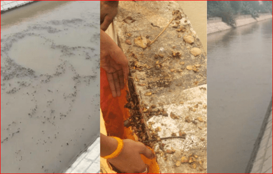 Poppy Husk In Canal: ਸ਼੍ਰੀ ਗੰਗਾਨਗਰ ਨਹਿਰ ’ਚੋਂ ਮਿਲਿਆ ਭੁੱਕੀ ਦਾ ਛਿਲਕਾ, ਲੋਕਾਂ ਨੇ ਇਸਨੂੰ ਪਾਣੀ ਵਿੱਚੋਂ ਕੱਢ ਕੇ ਘਰ ਲੈ ਗਏ