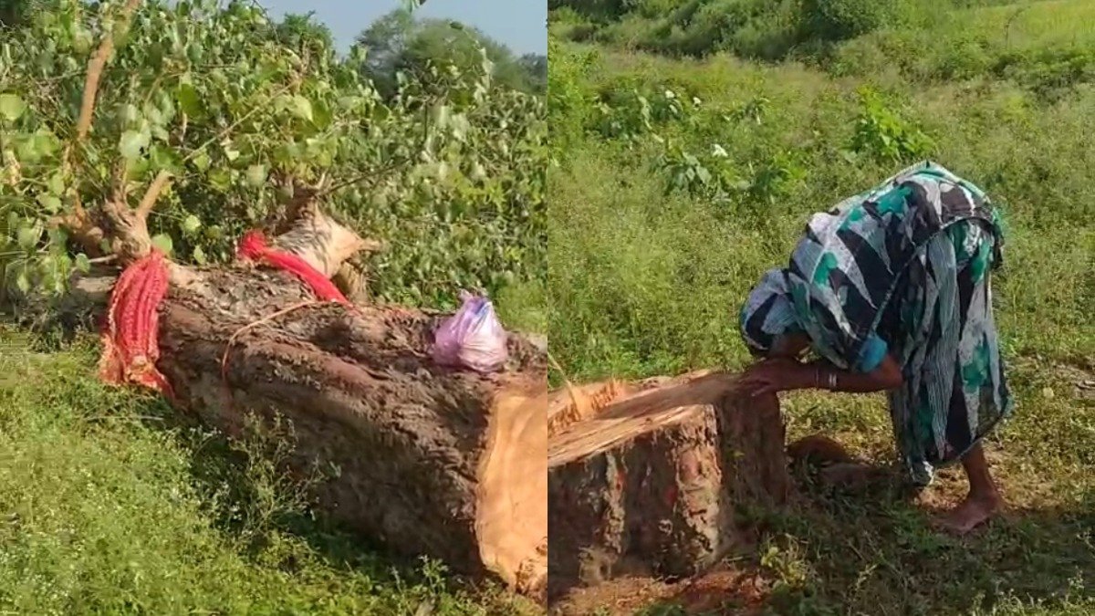 25 साल पहले लगाया पीपल पेड़ कटा देख कर फूट-फूटकर रो पड़ीं 90 वर्षीय देवला बाई, बोली- ”पीपल नहीं ये तो मेरा बेटा था”