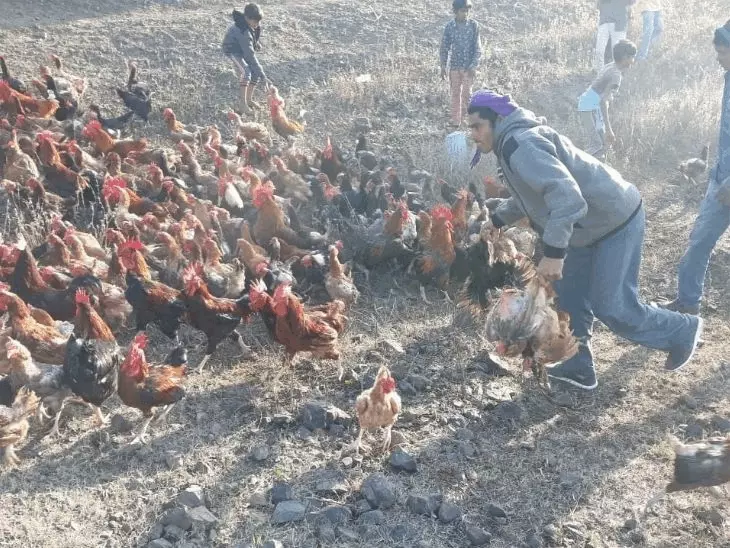 ਮੁਰਗੀਆਂ ਨੂੰ ਦਾਣਾ-ਪਾਣੀ ਨਹੀਂ ਪਾਇਆ, ਦੋਸ਼ੀ ਨੂੰ ਸਿਰਫ਼ 50 ਰੁਪਏ ਦਾ ਜੁਰਮਾਨਾ, ਚੰਡੀਗੜ੍ਹ ਦੀ ਅਦਾਲਤ ਨੇ ਸੁਣਾਇਆ ਆਪਣਾ ਫੈਸਲਾ