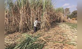 दिवाली पर हरियाणा के गन्ना किसानों को बंपर गिफ्ट, अगेती और पछेती किस्मों को भाव बढ़ाया
