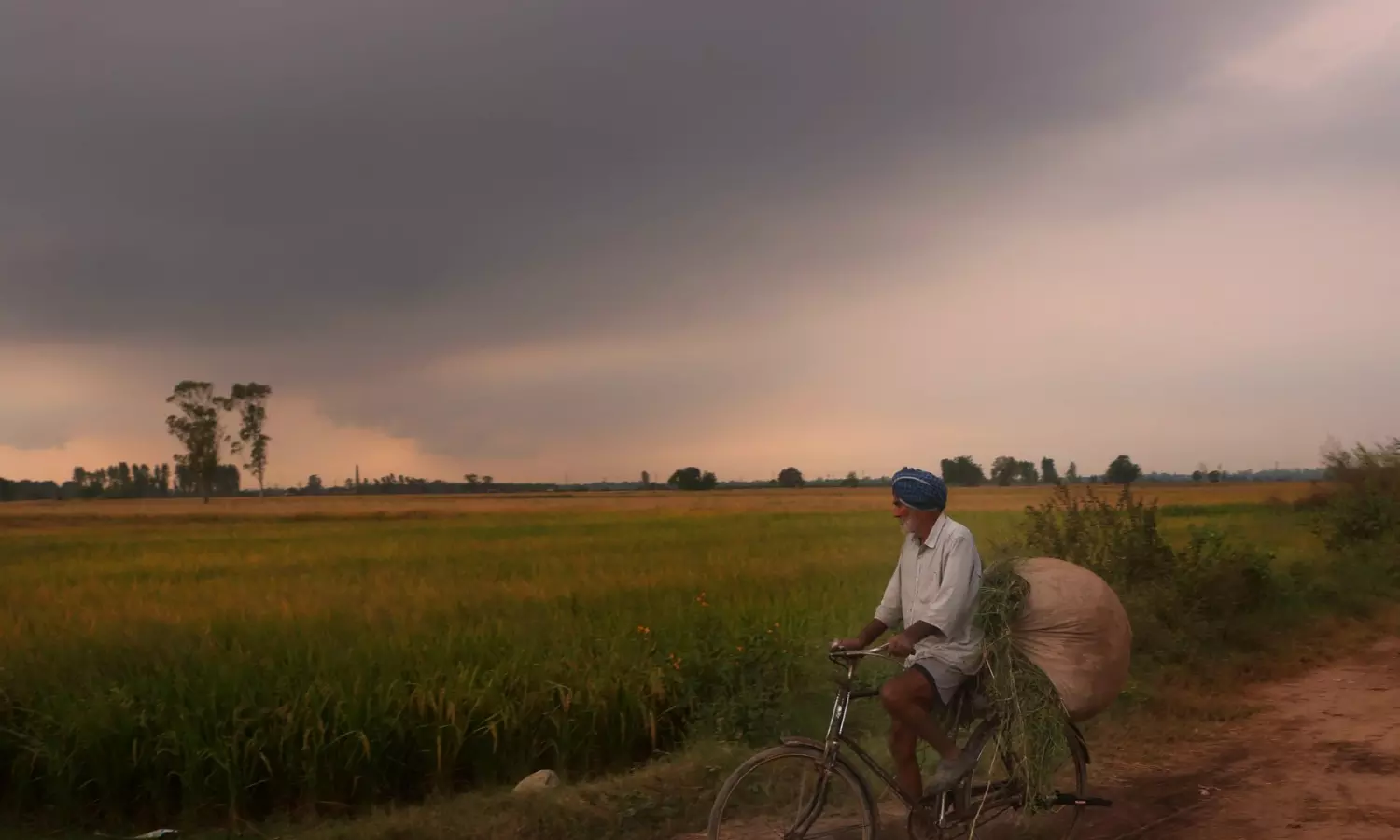 ਪੰਜਾਬ ਵਿੱਚ ਝੋਨੇ ਦੀ ਆਮਦ 14.4 ਮਿਲੀਅਨ ਟਨ ਤੋਂ ਵੱਧ, ਮੰਡੀਆਂ ਵਿੱਚ ਖਰੀਦ 14 ਮਿਲੀਅਨ ਟਨ