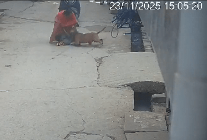 ਦਿੱਲੀ ਵਿੱਚ ਪਿਟਬੁੱਲ ਦਾ ਕਹਿਰ: 6 ਸਾਲਾ ਬੱਚੇ ‘ਤੇ ਭਿਆਨਕ ਹਮਲਾ, ਕੰਨ ਕੱਟਿਆ