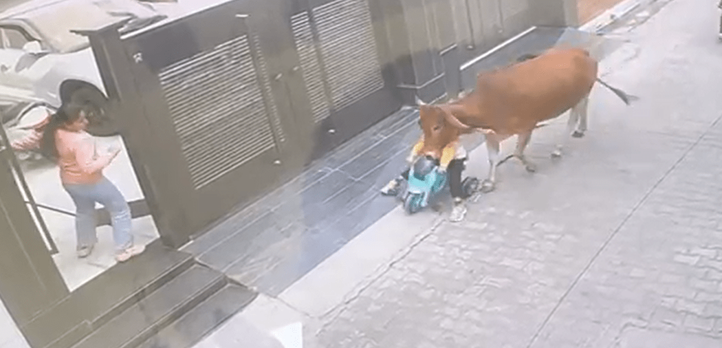 ਪੰਜਾਬ ਵਿਚ ਅਵਾਰਾ ਪਸ਼ੂਆਂ ਦਾ ਕਹਿਰ ; ਚਾਰ ਸਾਲਾ ਮਾਸੂਮ ਦੀ ਮਾਂ ਨੇ ਬਚਾਈ ਜਾਨ