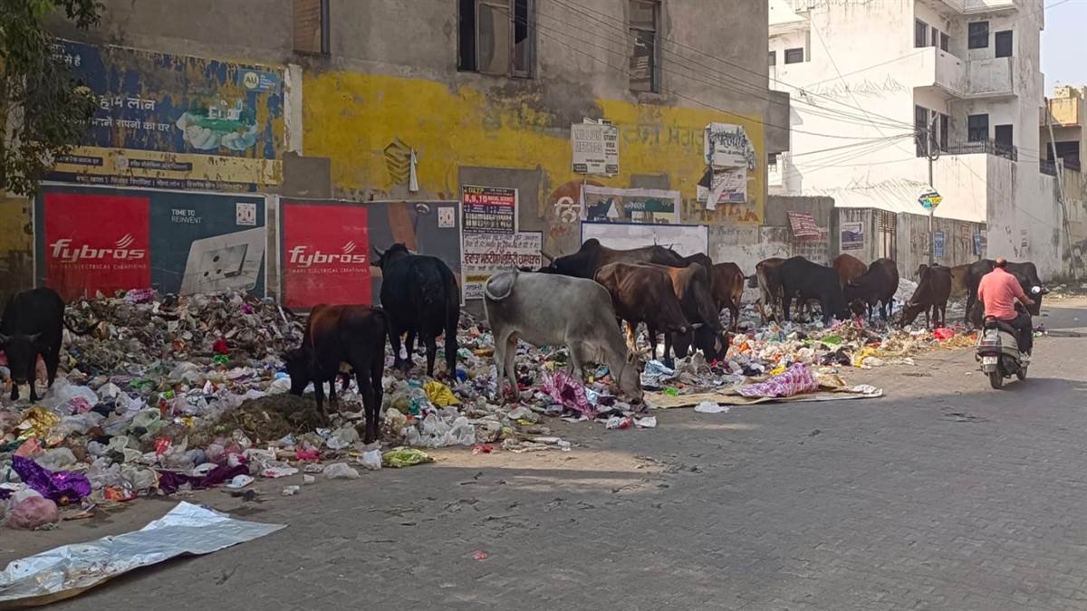 ਸੰਗਰੂਰ ਕੂੜਾ ਪ੍ਰਬੰਧਨ ਮਾਮਲਾ NGT ਦੀ ਵੱਡੀ ਕਾਰਵਾਈ, ਉੱਚ ਅਧਿਕਾਰੀਆਂ ਨੂੰ ਜਾਰੀ ਨੋਟਿਸ