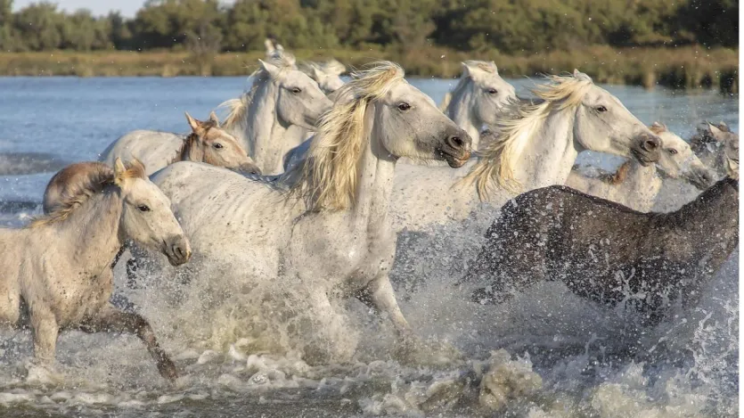 ਕੀ ਸੱਚ ਵਿੱਚ ਸੱਤ ਘੋੜਿਆਂ ਦੀ ਪੇਂਟਿੰਗ ਸਫਲਤਾ,ਤਰੱਕੀ ਦਾ ਰਾਜ ? ਸਹੀ ਦਿਸ਼ਾ ਬਾਰੇ ਜਾਣੋ