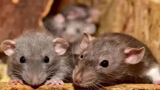 ਬਠਿੰਡਾ ‘ਚ ਦਰਦਨਾਕ ਘਟਨਾ: ਸੌਂਦੇ ਵਿਅਕਤੀ ਦੀ ਮੌਤ, ਚੂਹਿਆਂ ਵੱਲੋਂ ਨੁਕਸਾਨ ਪਹੁੰਚਾਉਣ ਦੀ ਆਸ਼ੰਕਾ