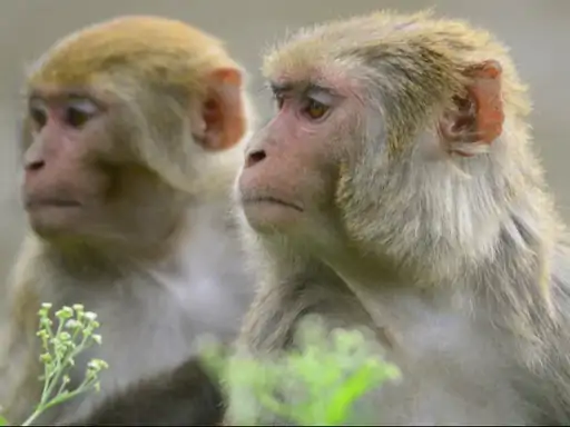 ਦਿੱਲੀ ਵਿੱਚ ਬਾਂਦਰਾਂ ਨੂੰ ਭਜਾਉਣ ਲਈ ਭਰਤੀ ਕੀਤੇ ਗਏ ਲੋਕ: ਲੰਗੂਰ ਦੀਆਂ ਕੱਢਣਗੇ ਆਵਾਜ਼ਾਂ