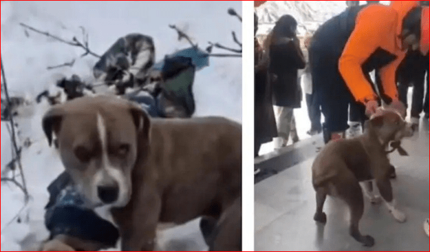 Chamba Dog Viral Video: ਭਾਰੀ ਬਰਫ਼ਵਾਰੀ ਦੇ ਬਾਵਜਦੂ 4 ਦਿਨ ਤੱਕ ਮਾਲਿਕ ਦੀ ਲਾਸ਼ ਕੋਲ ਬੈਠਾ ਰਿਹਾ 'ਬੇਜ਼ੁਬਾਨ'