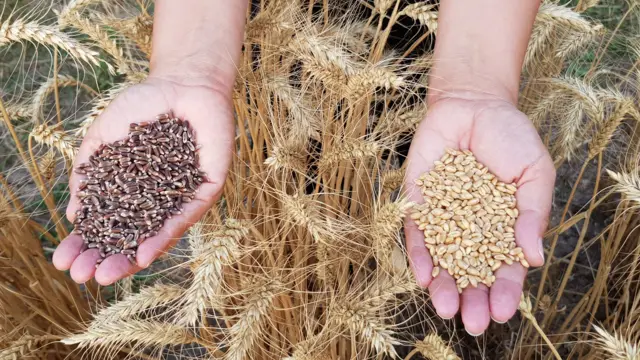 ਬੀਜ ਬਿੱਲ–2025 ’ਤੇ ਪੰਜਾਬ ਸਰਕਾਰ ਦੇ ਇਤਰਾਜ਼, ਸੂਬਾਈ ਅਧਿਕਾਰਾਂ ਅਤੇ ਛੋਟੀ ਕਿਸਾਨੀ ’ਤੇ ਹੱਲਾ ਕਰਾਰ