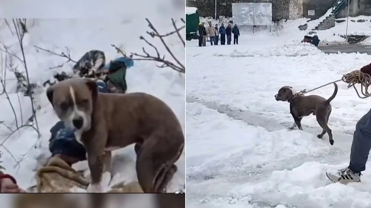 ਵਫ਼ਾਦਾਰੀ ਦੀ ਮਿਸਾਲ: ਭਾਰੀ ਬਰਫ਼ਬਾਰੀ ਵਿੱਚ 4 ਦਿਨ ਮਾਲਕ ਦੀ ਲਾਸ਼ ਕੋਲ ਪਹਿਰਾ ਦਿੰਦਾ ਰਿਹਾ ਪਿੱਟਬੁੱਲ