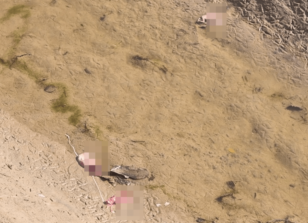 ਇਨਸਾਨੀਅਤ ਸ਼ਰਮਸ਼ਾਰ! ਸੂਏ ਚੋਂ ਮਿਲੇ ਤਿੰਨ ਭਰੂਣ, ਇਲਾਕੇ ‘ਚ ਫੈਲੀ ਸਨਸਨੀ