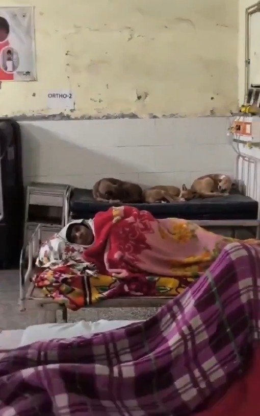 ਜ਼ਿਲ੍ਹਾ ਹਸਪਤਾਲ ਬਣਿਆ ‘ਜੰਗਲ’! ਬਿਸਤਰਾਂ ’ਤੇ ਮਰੀਜ਼, ਨਜ਼ਦੀਕ ਬੈੱਡਾਂ ’ਤੇ ਦਿਖਾਈ ਦਿੱਤੇ ਕੁੱਤੇ — ਵੀਡੀਓ ਵਾਇਰਲ