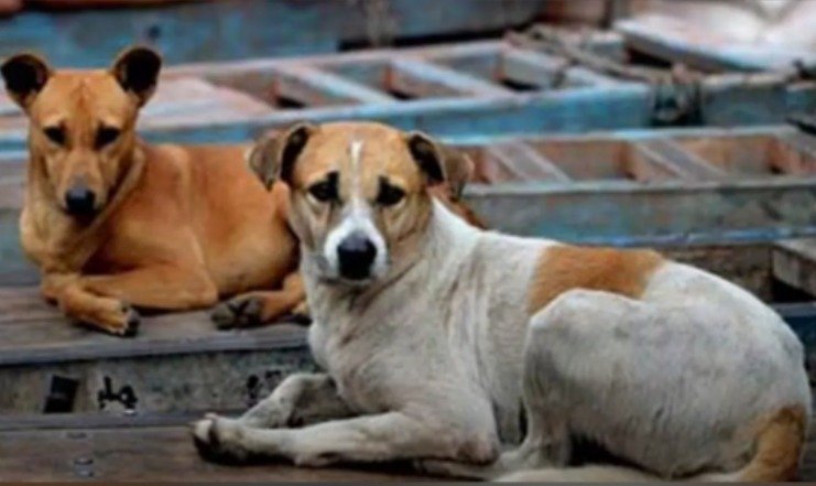 100 ਆਵਾਰਾ ਕੁੱਤਿਆਂ ਦੀ ਜਾਨ ਦੇ ਸ਼ੈਤਾਨ! ਸਰਪੰਚ ਸਮੇਤ ਤਿੰਨ ਗ੍ਰਿਫ਼ਤਾਰ