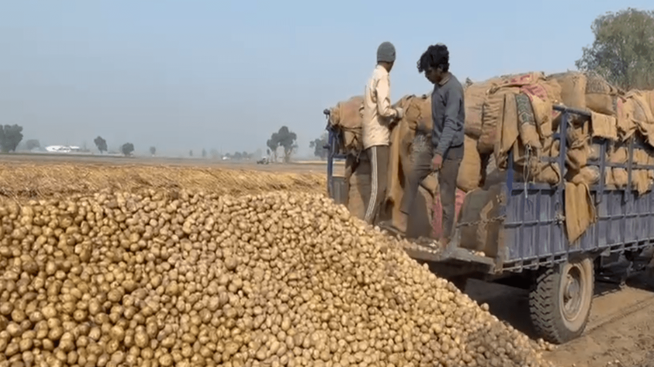 ਆਲੂ ਖੇਤੀ ਨੇ ਲਵਾਏ ਕੰਨਾਂ ਨੂੰ ਹੱਥ ! ਕਿਸਾਨ ਸਰਕਾਰ ਤੋਂ ਕਰ ਰਹੇ ਇਹ ਮੰਗ…