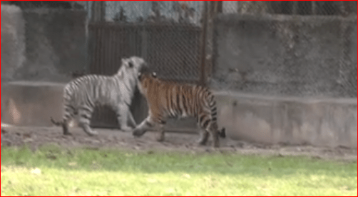 ਮੰਤਰੀ ਲਾਲ ਚੰਦ ਕਟਾਰੂਚੱਕ ਵਲੋਂ ਛੱਤਬੀੜ ਚਿੜੀਆਘਰ ‘ਚ ਬਾਘ ਦੇ ਬੱਚਿਆਂ ਦਾ ਨਾਮਕਰਨ