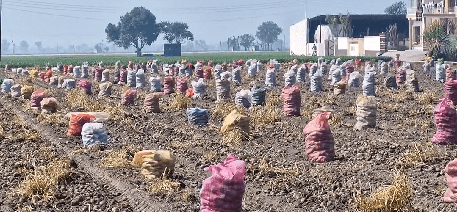 ਮੌਸਮ ਦੀ ਮਾਰ ਤੋਂ ਬਾਅਦ ਆਲੂਆਂ ਦੇ ਡਿੱਗੇ ਭਾਅ ਨੇ ਕਿਸਾਨਾਂ ਨੂੰ ਪਾਇਆ ਸੰਕਟ ਵਿੱਚ