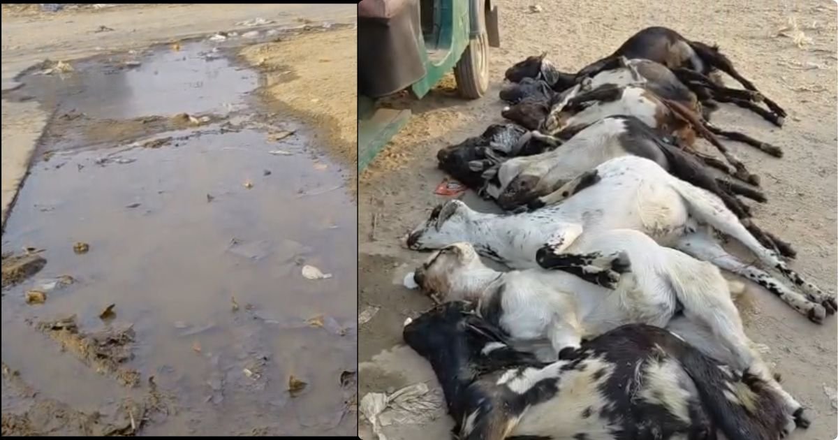 ਬੇਜ਼ੁਬਾਨਾ ਦਾ ਕਾਤਿਲ ਬਣਿਆ ਜ਼ਹਿਰੀਲਾ ਪਾਣੀ, 10 ਬੱਕਰੀਆਂ ਦੀ ਦਰਦਨਾਕ ਮੌਤ