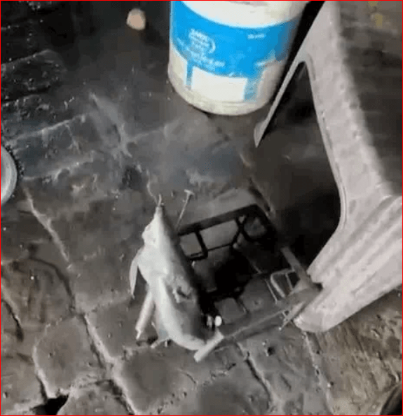 ਲੁਧਿਆਣਾ ਵਿੱਚ ਖਾਣਾ ਪਕਾਉਂਦੇ ਸਮੇਂ ਫਟਿਆ ਚੁੱਲ੍ਹਾ, ਰਸੋਈ ਵਿੱਚ ਹੋਇਆ ਜ਼ੋਰਦਾਰ ਧਮਾਕਾ