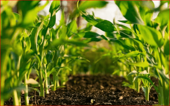 ਨੌਕਰੀ ਦੀ ਟੈਂਸ਼ਨ ਛੱਡੋ! ਘਰ ਬੈਠੇ ਸ਼ੁਰੂ ਕਰੋ ਇਹ ਬਿਜ਼ਨਸ, ਘੱਟ ਲਾਗਤ ‘ਚ ਕਰੋ ਵਧੀਆ ਕਮਾਈ