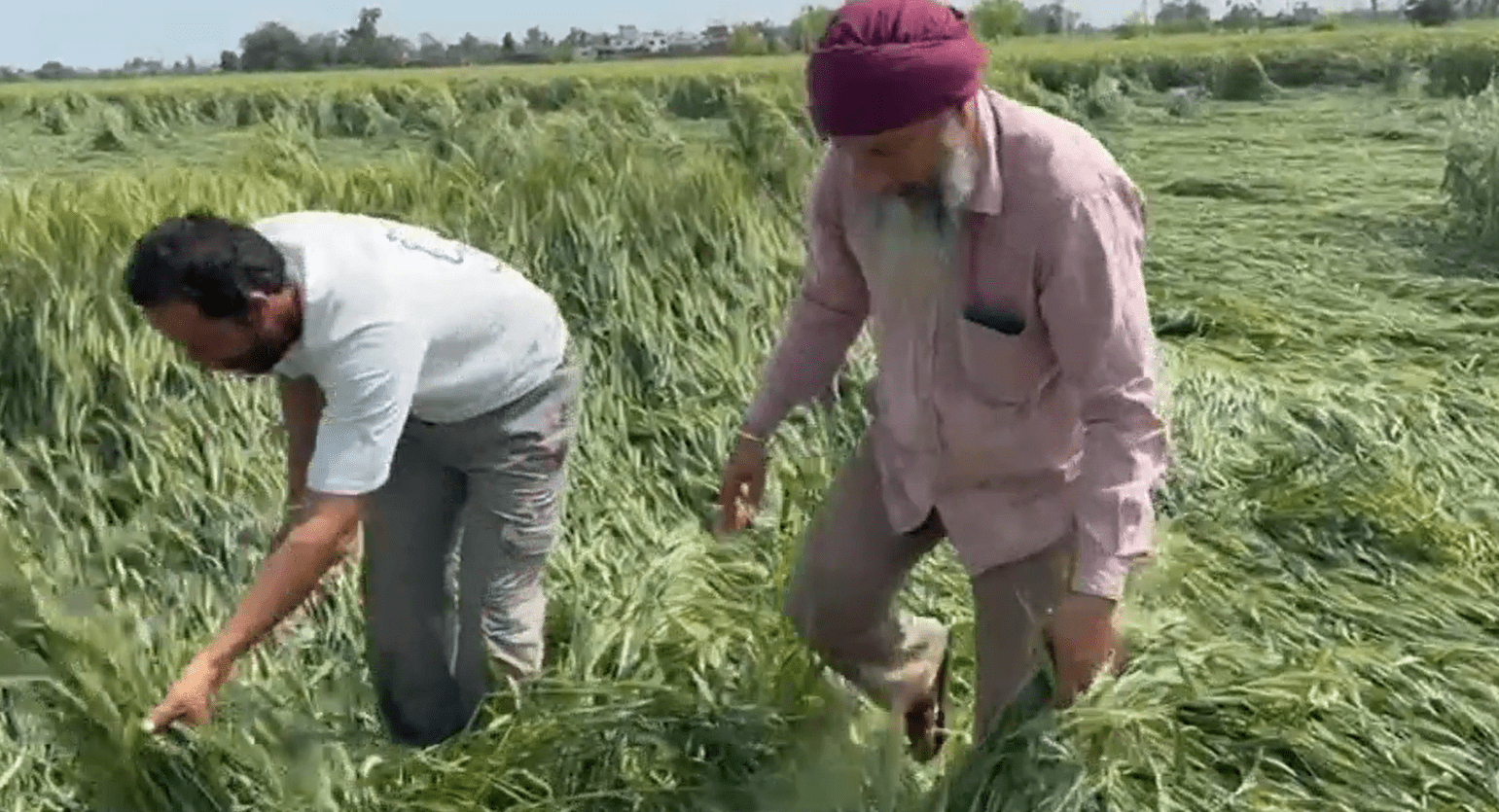 ਤੜਕਸਾਰ ਹਨੇਰੀ, ਬਾਰਿਸ਼ ਤੇ ਗੜੇਮਾਰੀ ਦਾ ਕਹਿਰ — ਕਣਕ ਦੀ ਪੱਕੀ ਫਸਲ ਵਿਛੀ, ਕਿਸਾਨਾਂ ਦੀ ਚਿੰਤਾ ਵਧੀ