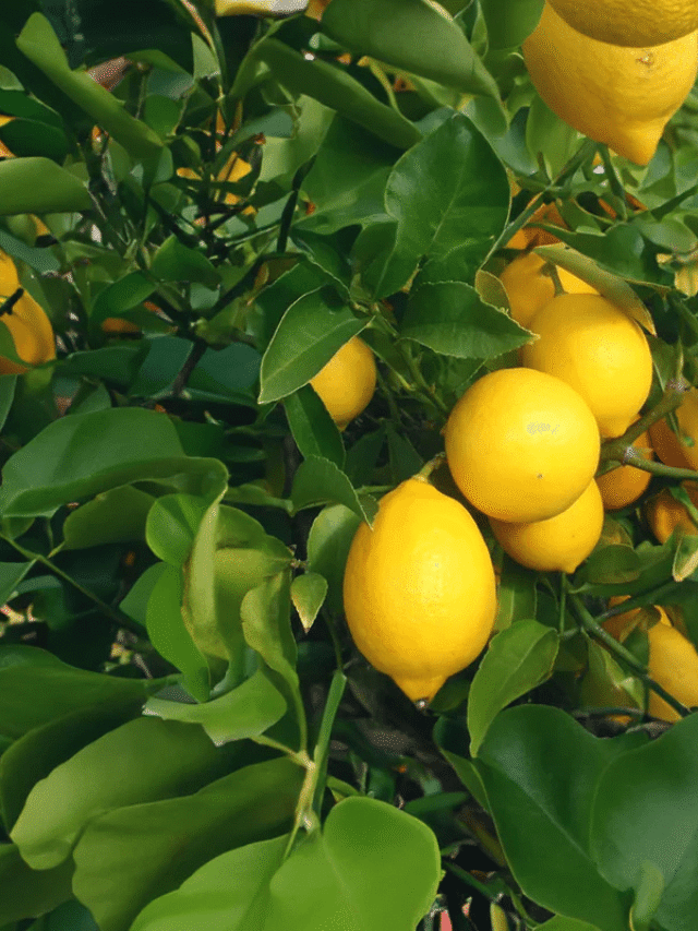 ਖਾਲੀ ਪੇਟ ਇਹ ਸਭ ਬਿਲਕੁਲ ਨਾ ਖਾਉ