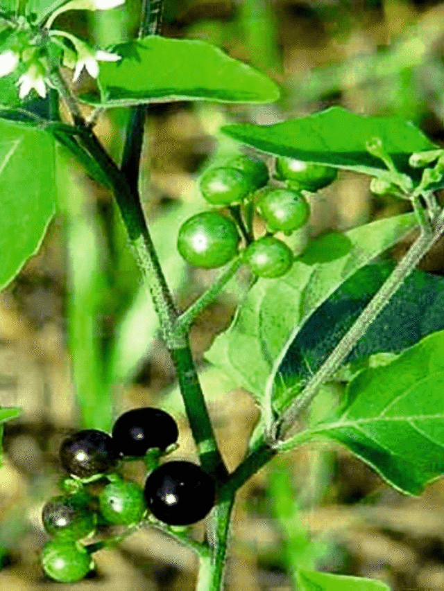 ਮਕੋਏ ਦੇ ਫਾਇਦੇ...