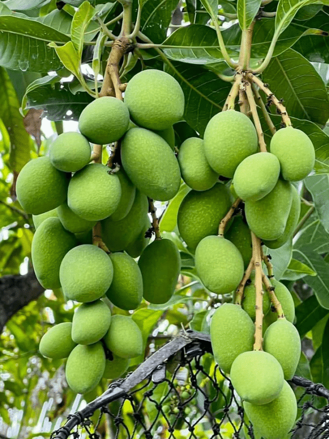 ਕੱਚੇ ਅੰਬ ਸਵਾਦ ਦੇ ਨਾਲ ਨਾਲ ਸਹਿਤ ਲਈ ਵੀ ਫਾਇੰਦੇਮੰਦ