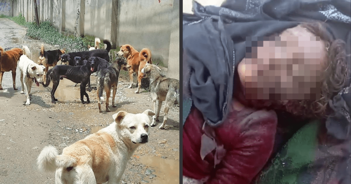 ਅਵਾਰਾ ਕੁੱਤਿਆਂ ਦਾ ਕਹਿਰ! 3 ਸਾਲਾਂ ਬੱਚੀ ਨੂੰ ਨੋਚ-ਨੋਚ ਕੇ ਖਾਧਾ, ਹੋਈ ਦਰਦਨਾਕ ਮੌਤ