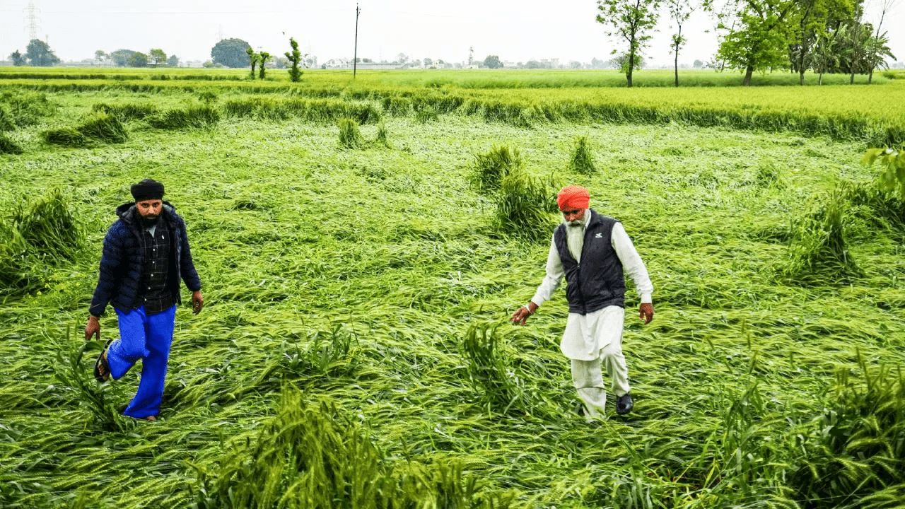 ਉੱਤਰੀ ਭਾਰਤ ਵਿੱਚ ਬਾਰਿਸ਼ ਦਾ ਦੌਰ: ਕਣਕ ਲਈ ਵਰਦਾਨ, ਸਰ੍ਹੋਂ ਤੇ ਸਬਜ਼ੀਆਂ ਲਈ ਖ਼ਤਰਾ