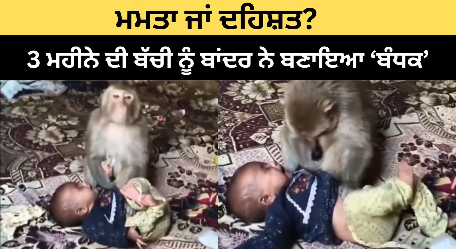 ਹੈਰਾਨੀਜਨਕ ਘਟਨਾ: 3 ਮਹੀਨੇ ਦੀ ਬੱਚੀ ਨੂੰ ਬਾਂਦਰ ਨੇ ਬਣਾਇਆ ‘ਬੰਧਕ’