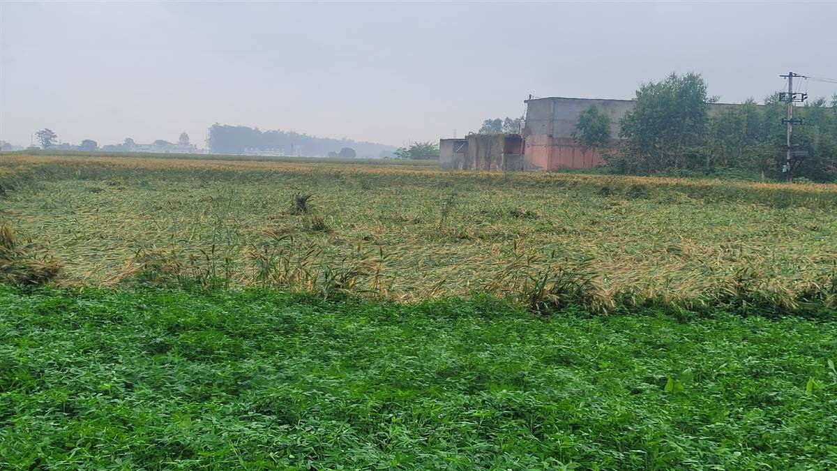 ਬੇਮੌਸਮੀ ਬਰਸਾਤ ਨਾਲ 1.25 ਲੱਖ ਏਕੜ ਤੋਂ ਵੱਧ ਫਸਲ ਦਾ ਨੁਕਸਾਨ