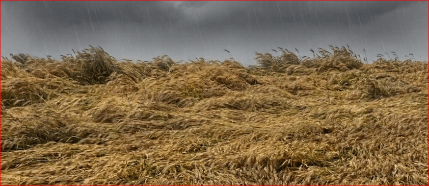 ਫਿਰੋਜ਼ਪੁਰ ਸਮੇਤ 14 ਜ਼ਿਲ੍ਹਿਆਂ ‘ਚ ਮੌਸਮ ਹੋਇਆ ਖ਼ਰਾਬ, ਬਾਰਿਸ਼ ਤੇ ਗੜ੍ਹੇਮਾਰੀ ਦਾ ਅਲਰਟ ਜਾਰੀ; ਕਿਸਾਨਾਂ ਦੀ ਵਧੀ ਚਿੰਤਾ