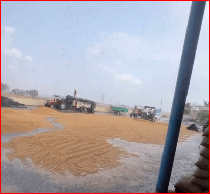 ਕੁਦਰਤ ਦੀ ਮਾਰ: ਤੇਜ਼ ਹਨੇਰੀ ਤੇ ਬਰਸਾਤ ਨੇ ਖੇਤਾਂ ’ਚ ਵਿਛਾਈ ਕਣਕ