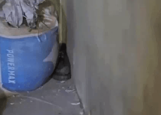 DSP ਦਫ਼ਤਰ ਵਿੱਚ ਹੈਰਾਨੀਜਨਕ ਘਟਨਾ: ਵਾਸ਼ਰੂਮ ‘ਚ ਵੜਿਆ ਸੱਪ, ਕਾਂਸਟੇਬਲ ਨੇ ਸੁਰੱਖਿਅਤ ਕੀਤਾ Rescue