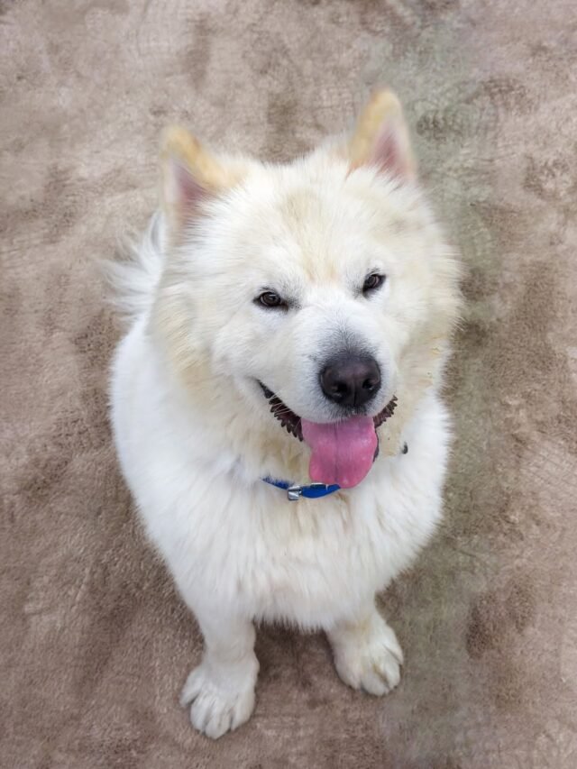 ਆਪਣੇ DOG ਨਾਲ ਮਸਤੀ ਕਰਦੇ ਦਿੱਖੇ ਸਲਮਾਨ ਖਾਨ ਲਿਖਿਆ 'MY SUKH'